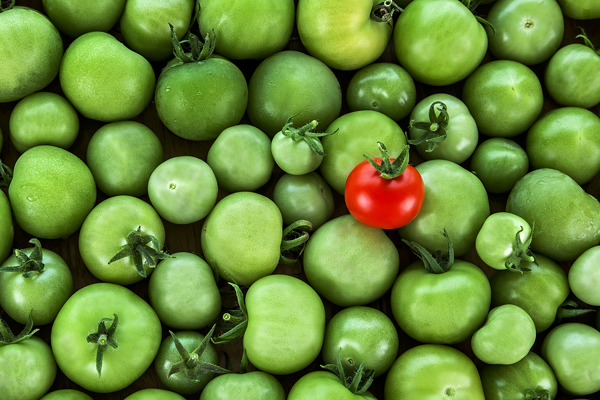 Green and Red Tomatoes